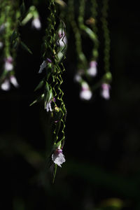Close-up of flowering plant