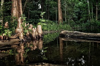 Reflection of trees in lake