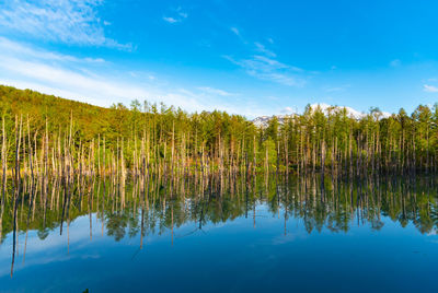 Shirogane blue pond aoiike  in summer, located near shirogane onsen in biei town, hokkaido, japan