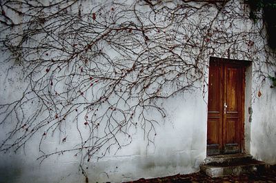 Bare trees against built structure