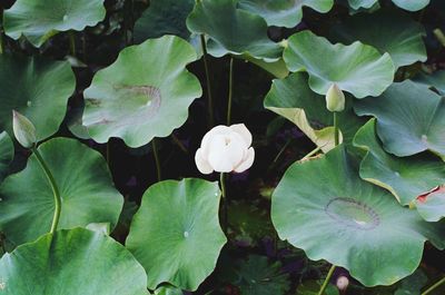 Leaves floating on water