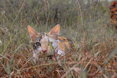Portrait of a cat on field