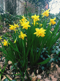 Close-up of yellow flowering plants