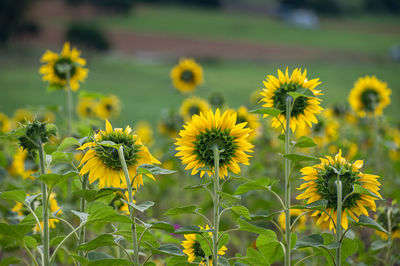 Close-up of sunflowers on field