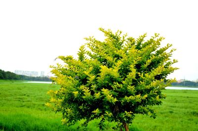 Plants growing on field