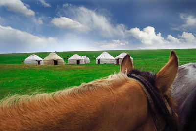 Horse on field against sky