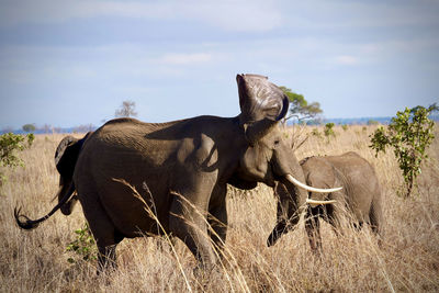 Side view of elephant on field against sky