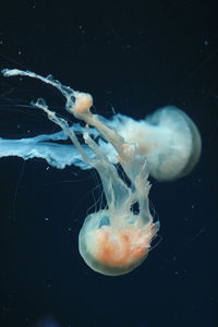 Close-up of jellyfish swimming in sea