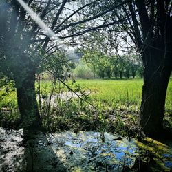 Trees growing in field