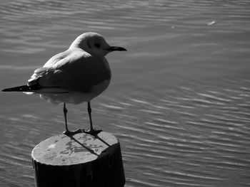 Close-up of seagull perching on sea