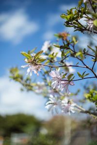 Low angle view of flowering plant against sky