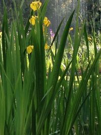 Plants growing on field