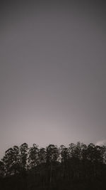 Low angle view of trees against clear sky