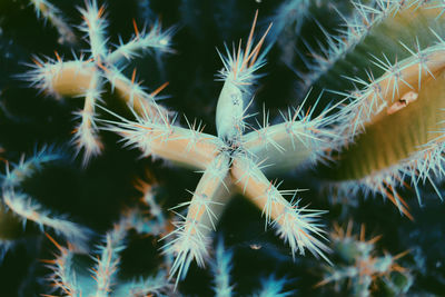 Close-up of cactus