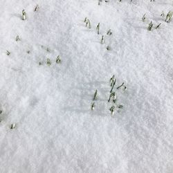 High angle view of snow covered plant on field