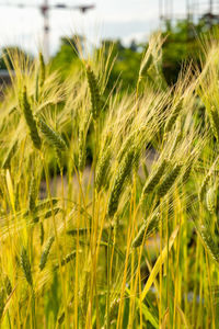 agriculture