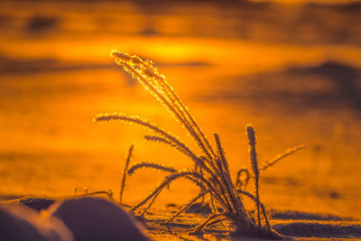 Beautiful frozen plants glowing in the winter sunrise light.