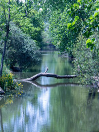 Scenic view of lake in forest