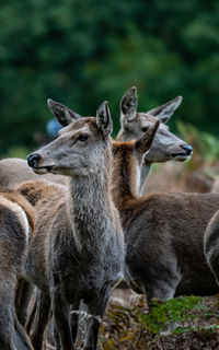 Close-up of deer