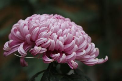 Close-up of pink dahlia