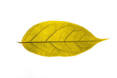 Close-up of yellow leaf against white background