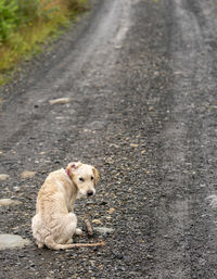 Portrait of dog sitting on road