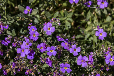 Close-up of purple flowering plants in park