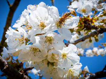 Close-up of white cherry blossoms in spring