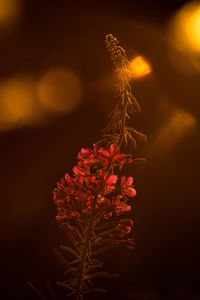 Close-up of flowering plant