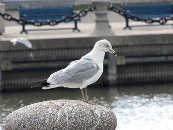 Close-up of seagull perching on a lake