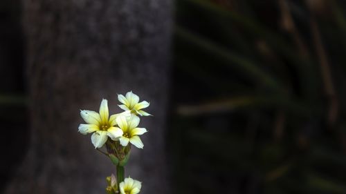 Close-up of white flowers blooming outdoors