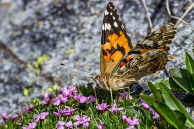 Butterfly perching on flower