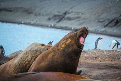 High angle view of sea lion on beach