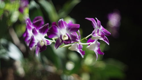 Close-up of purple flowering plant