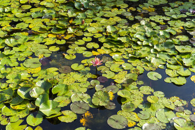 High angle view of leaves floating on water