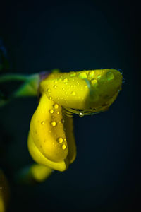 Close-up of wet yellow flower against black background
