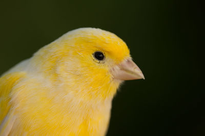 Close-up of a bird against blurred background