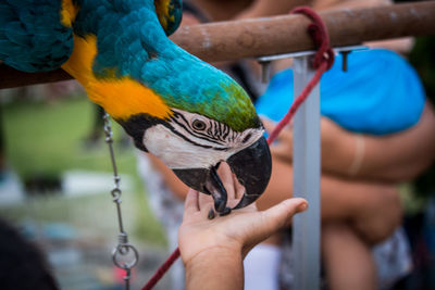 Close-up of hand holding bird