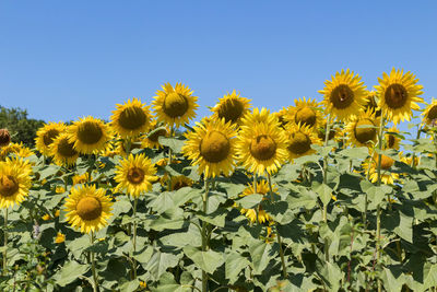 Sunflowers in field against clear sky