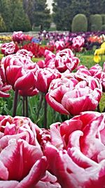 Close-up of pink roses