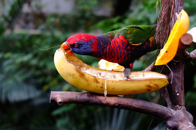 Bird perching on branch