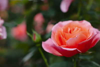 Close-up of pink rose