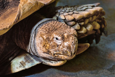 Close-up of turtle