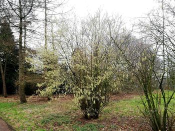 Trees on field in forest