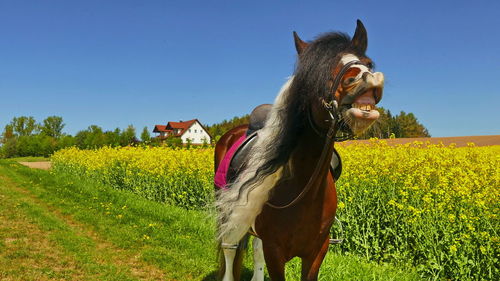 Horse in the field