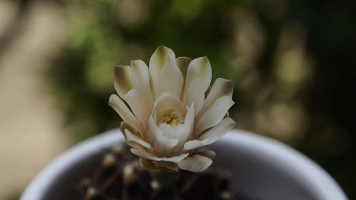 Close-up of potted plant