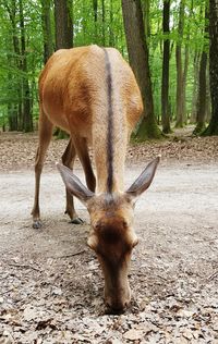 Deer in a forest