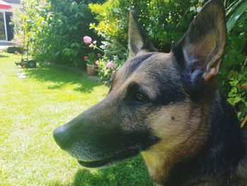 Close-up of a dog looking away