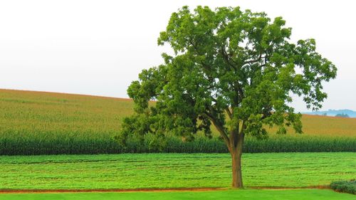 Trees on field against clear sky