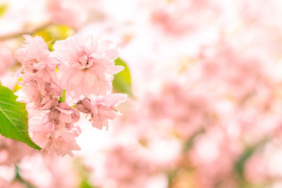 Close-up of pink cherry blossom